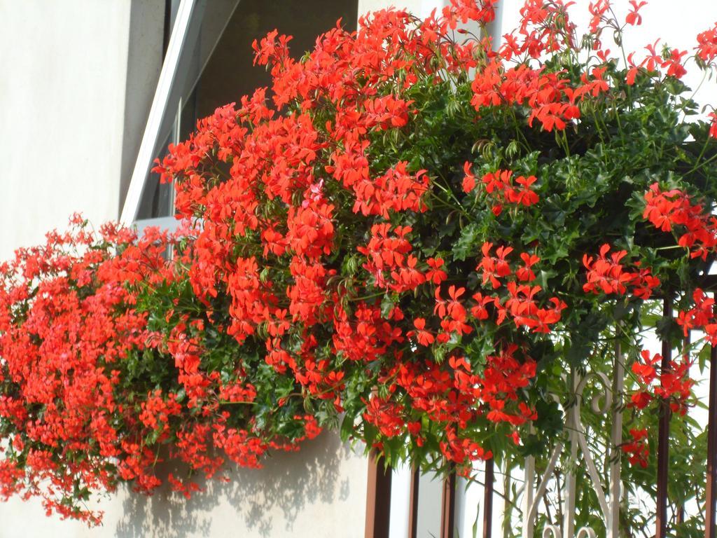 Albergo Ristorante Regina Bognanco Exterior foto